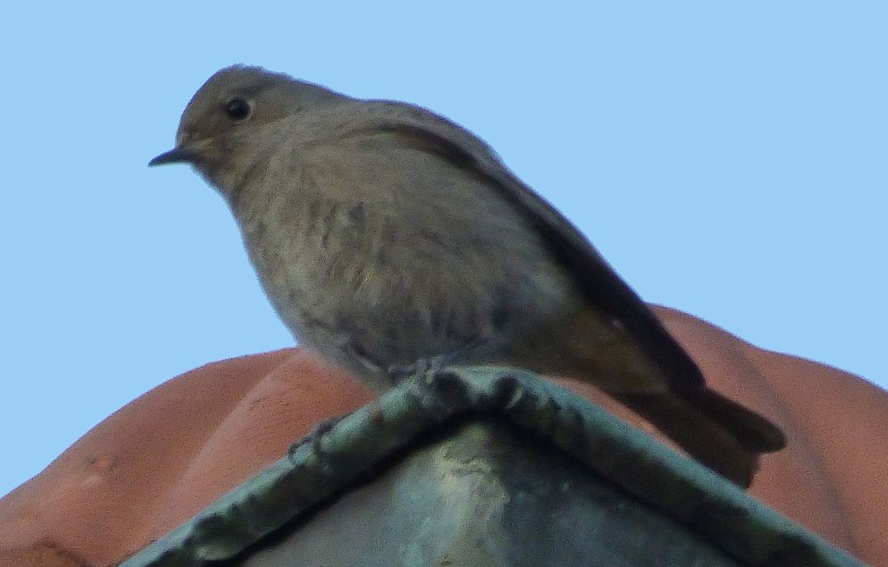 Codirosso spazzacamino?  S, (Phoenicurus ochruros )